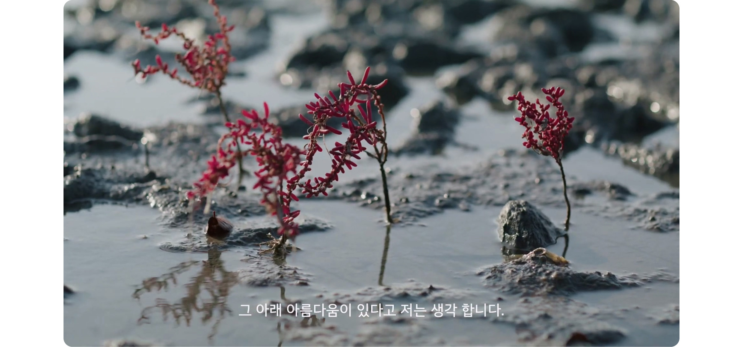 갯벌에 피어난 식물의 모습