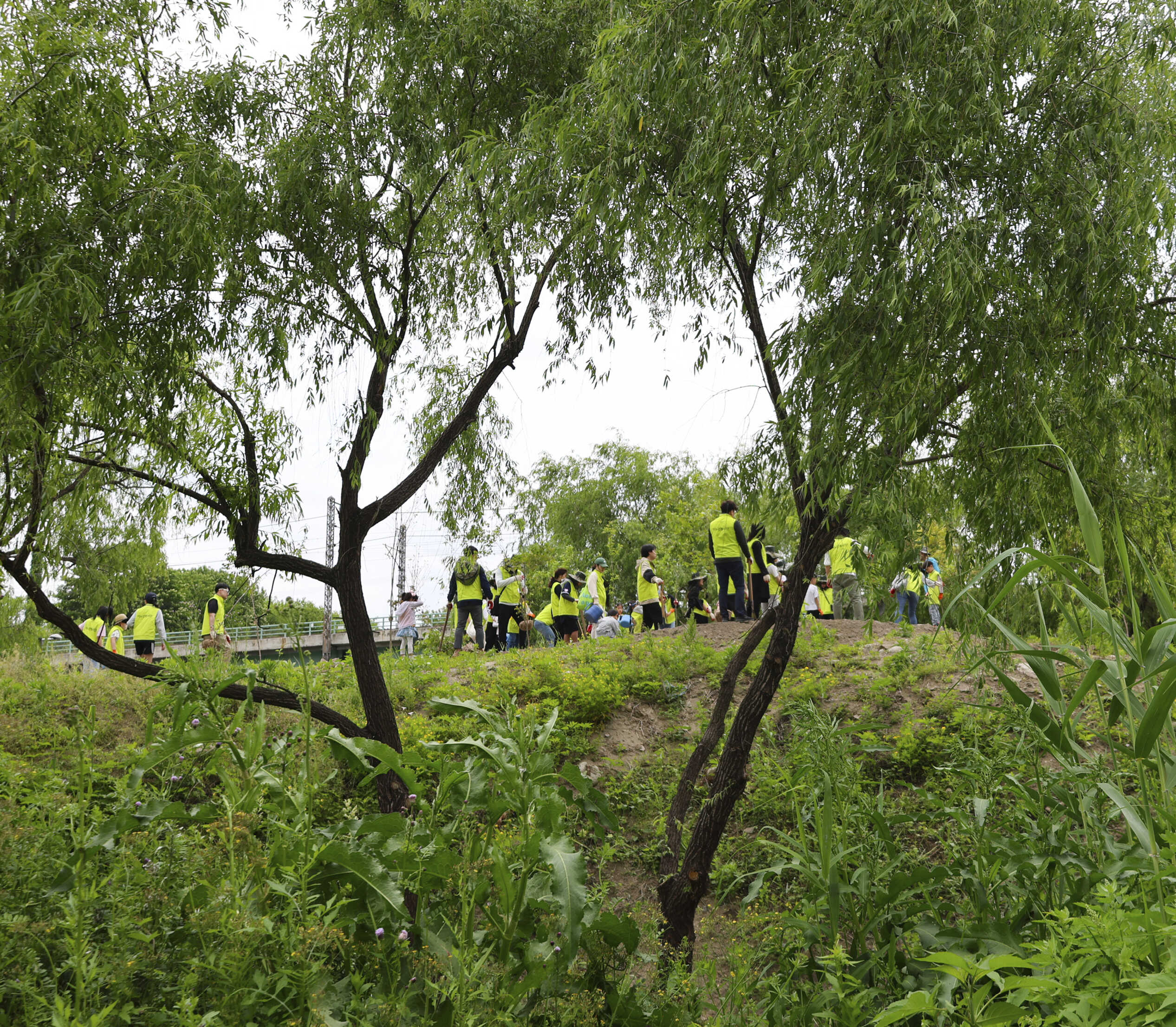 푸른 숲과 두 그루의 나무 모습