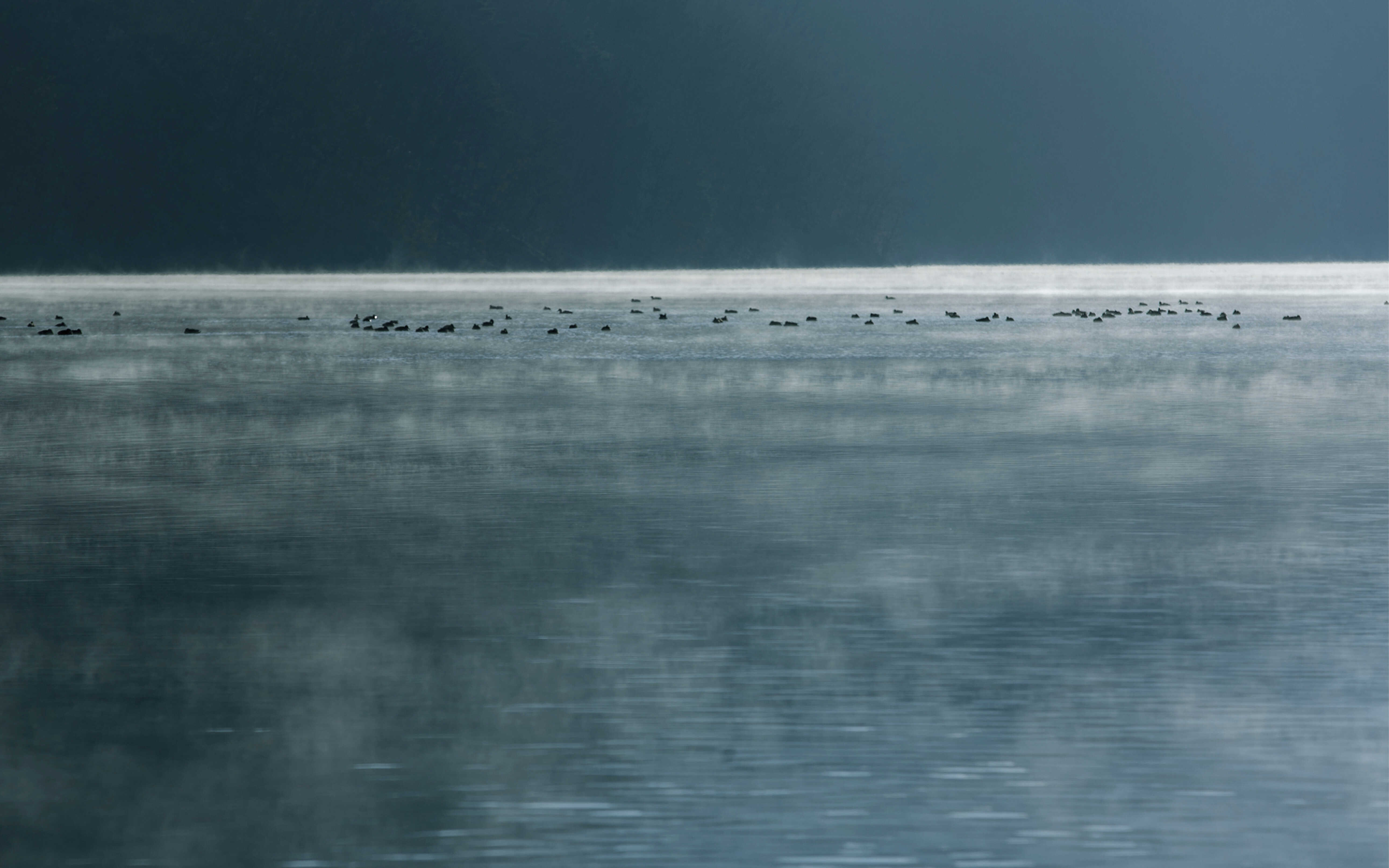 호수 위에 떠있는 새들의 모습