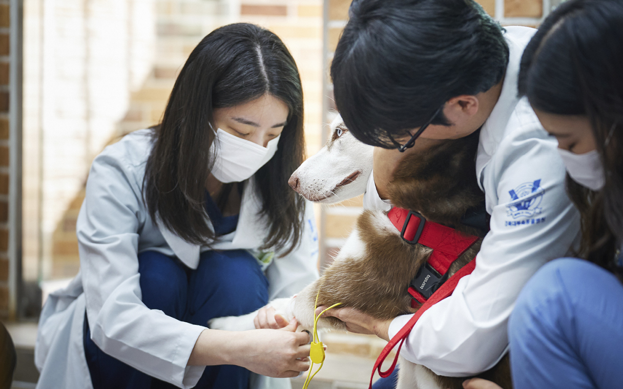 아임도그너 활동에 참여하는 수의사