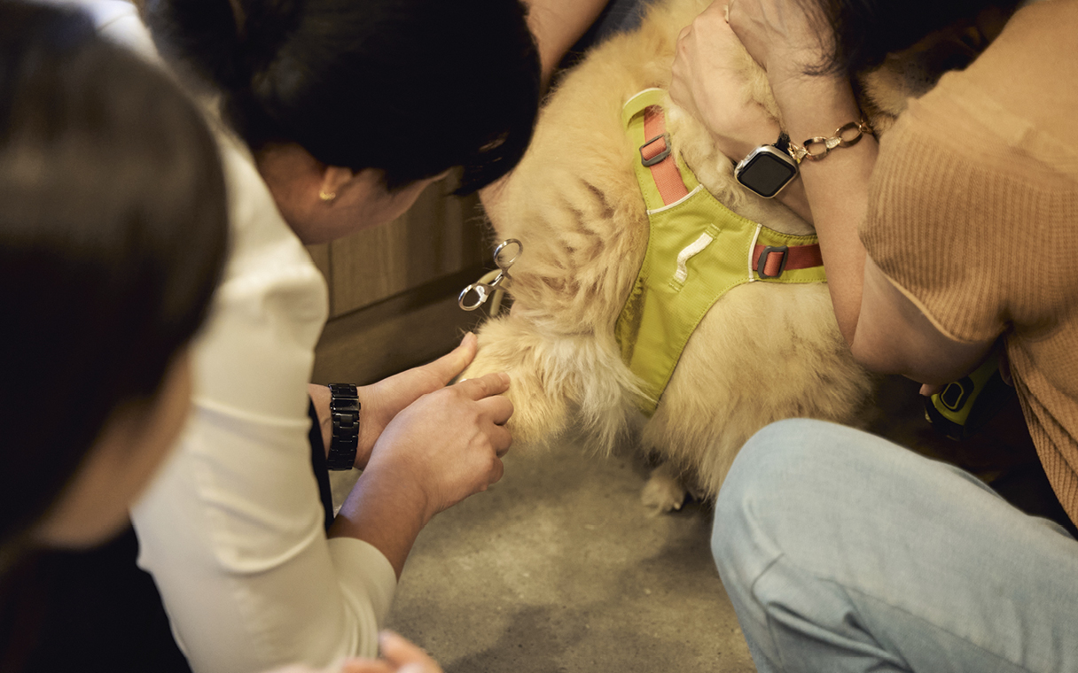 The blood donor dog is being examined