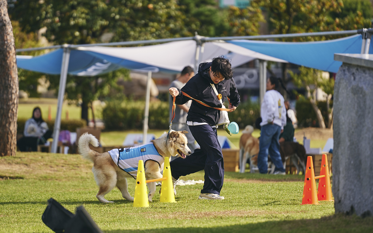 A dog is participating in Daegyeonhan Picnic