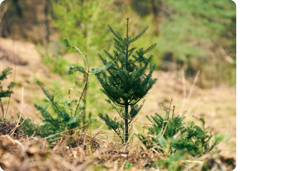 포레스트런 2025를 통해 기부된 묘목의 모습