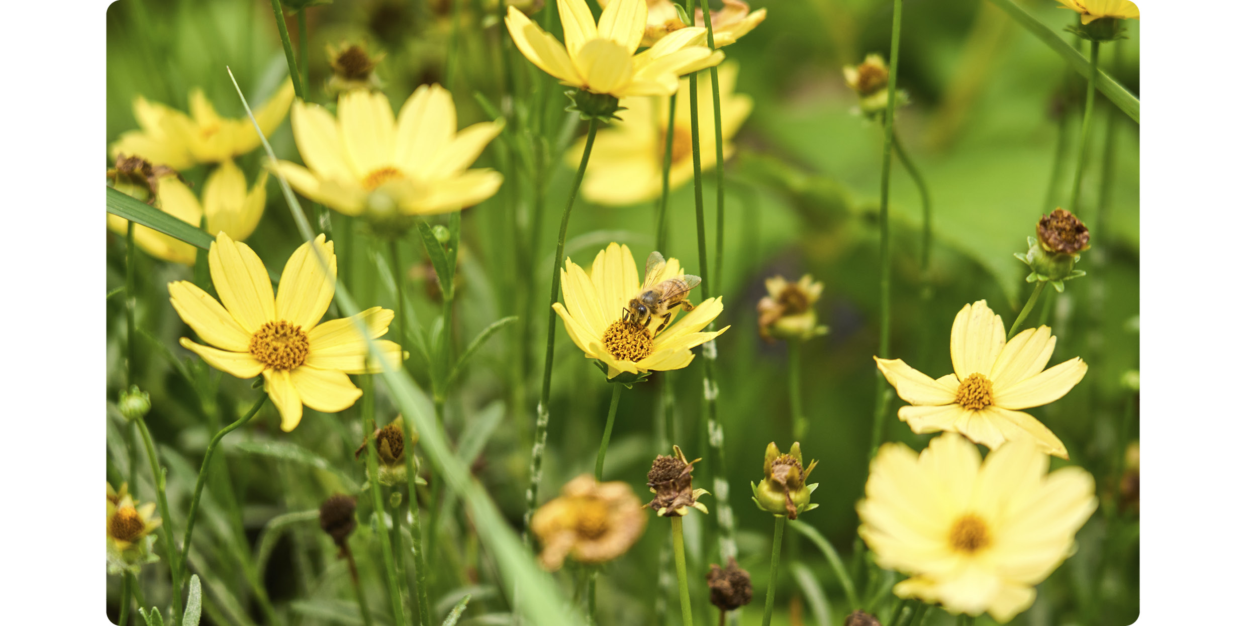 벌이 꽃에 앉아있는 모습