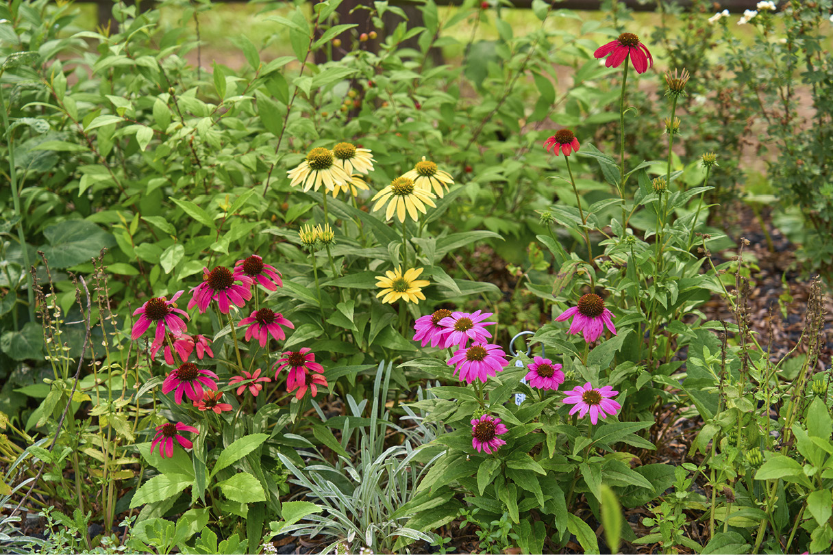 꿀벌 정원에 있는 다양한 꽃들의 모습