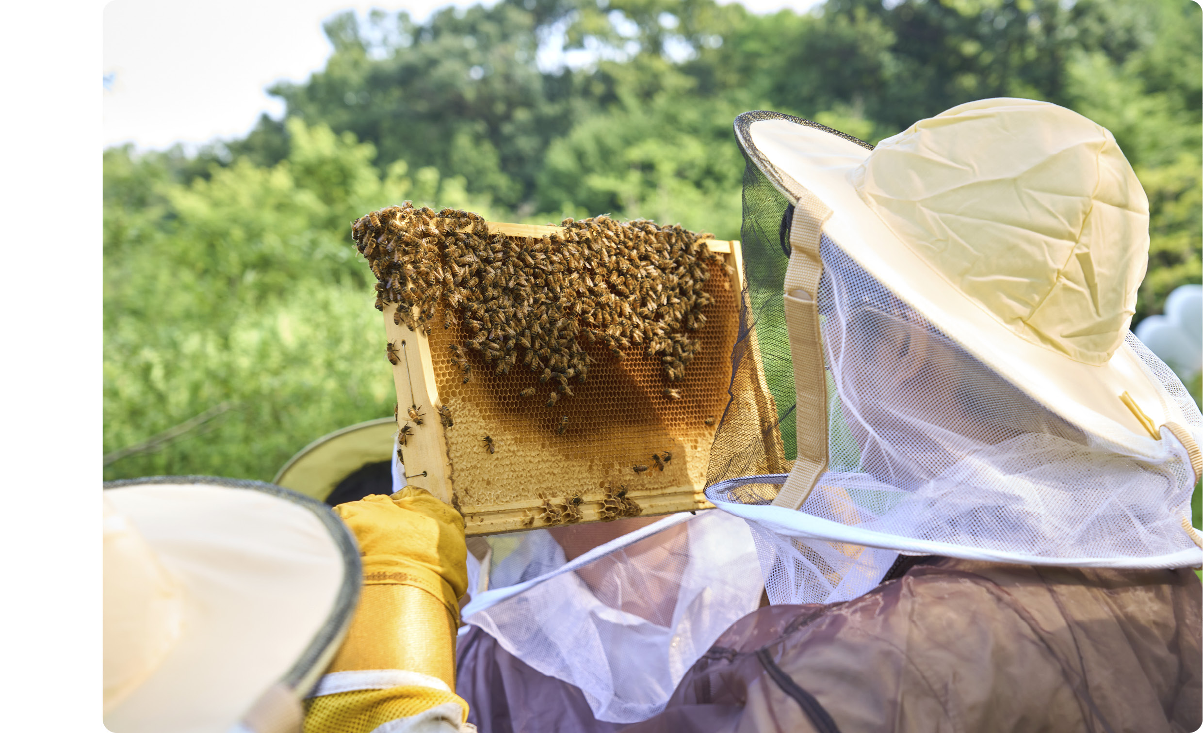 양봉 직업체험 중인 모습