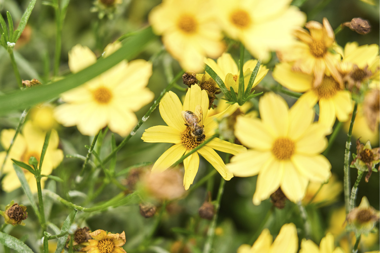 벌이 꽃 위에 앉아있는 모습
