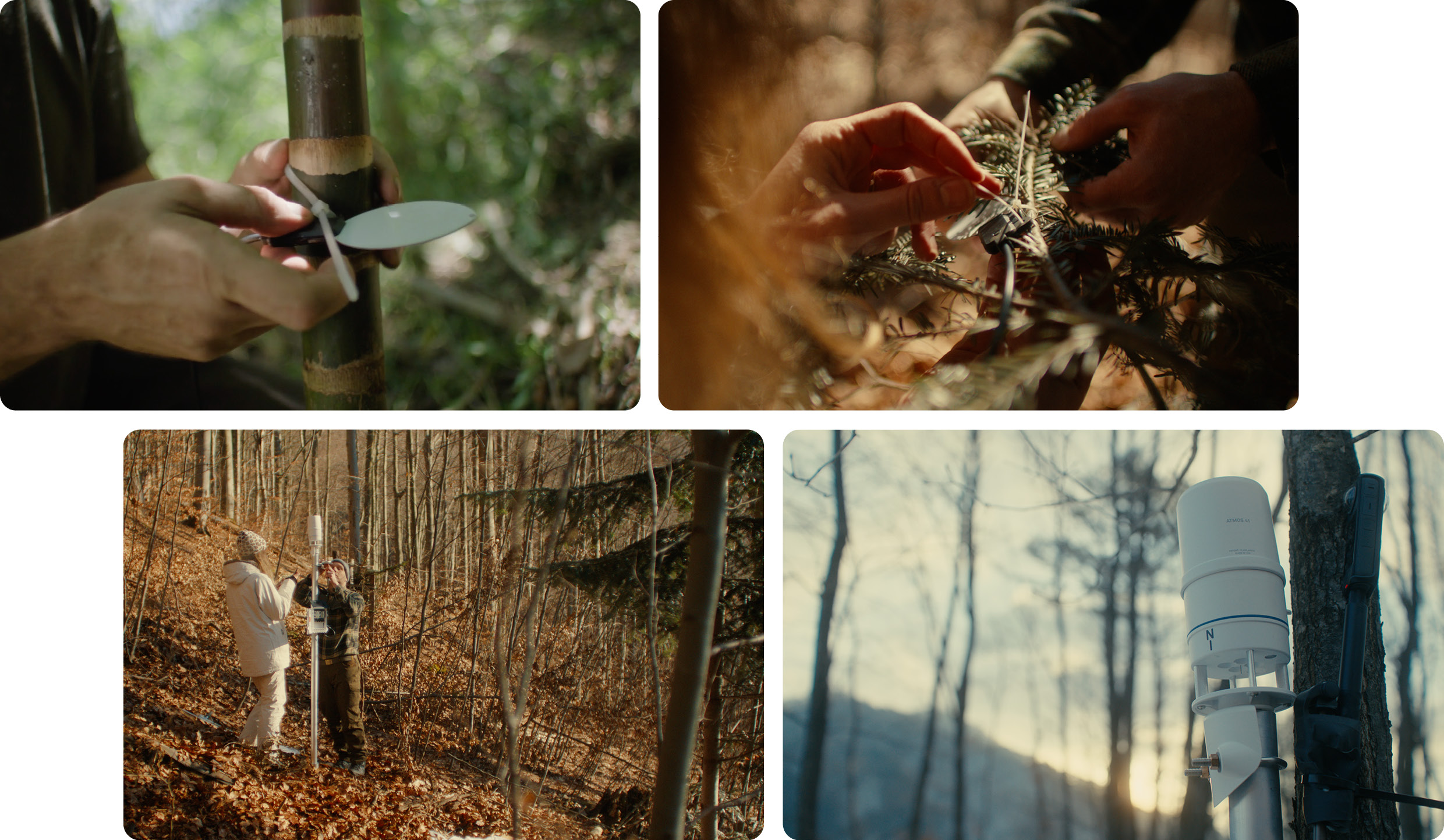 아이오닉 포레스트의 나무들에 트래커를 설치하는 모습