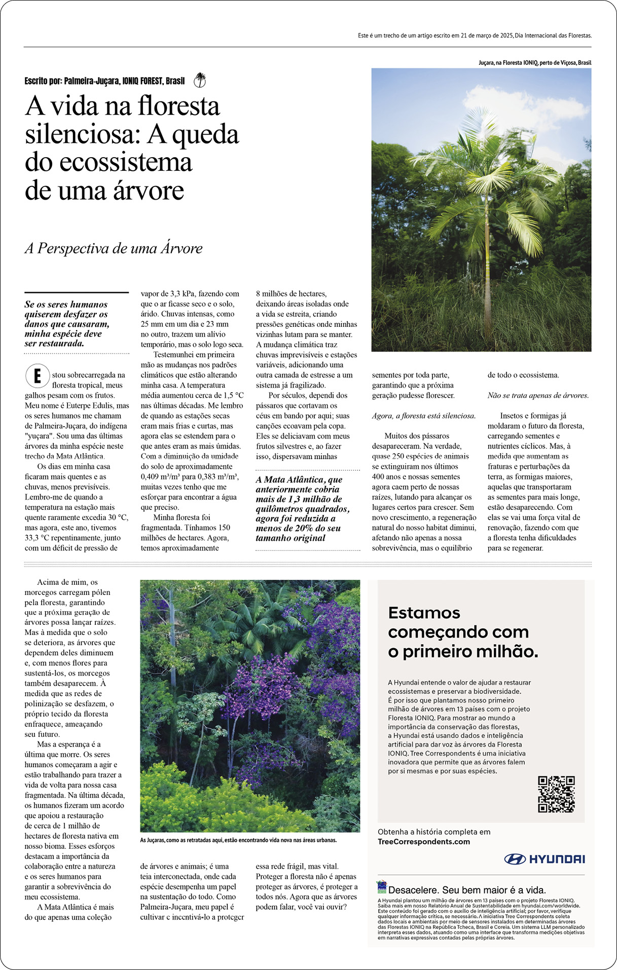 브라질 주사라 야자나무 특파원이 작성한 기사