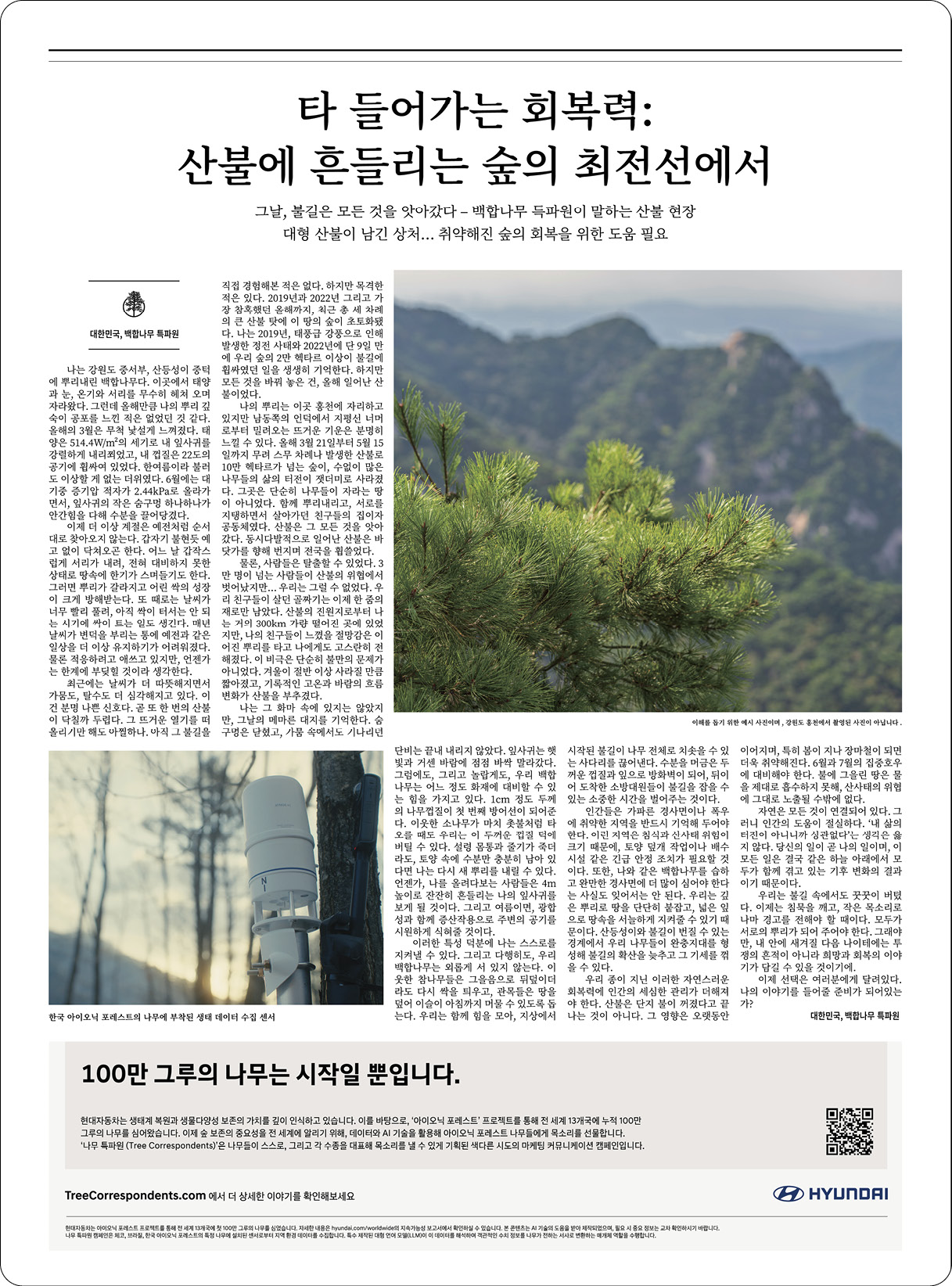 한국 백합나무 특파원이 작성한 기사