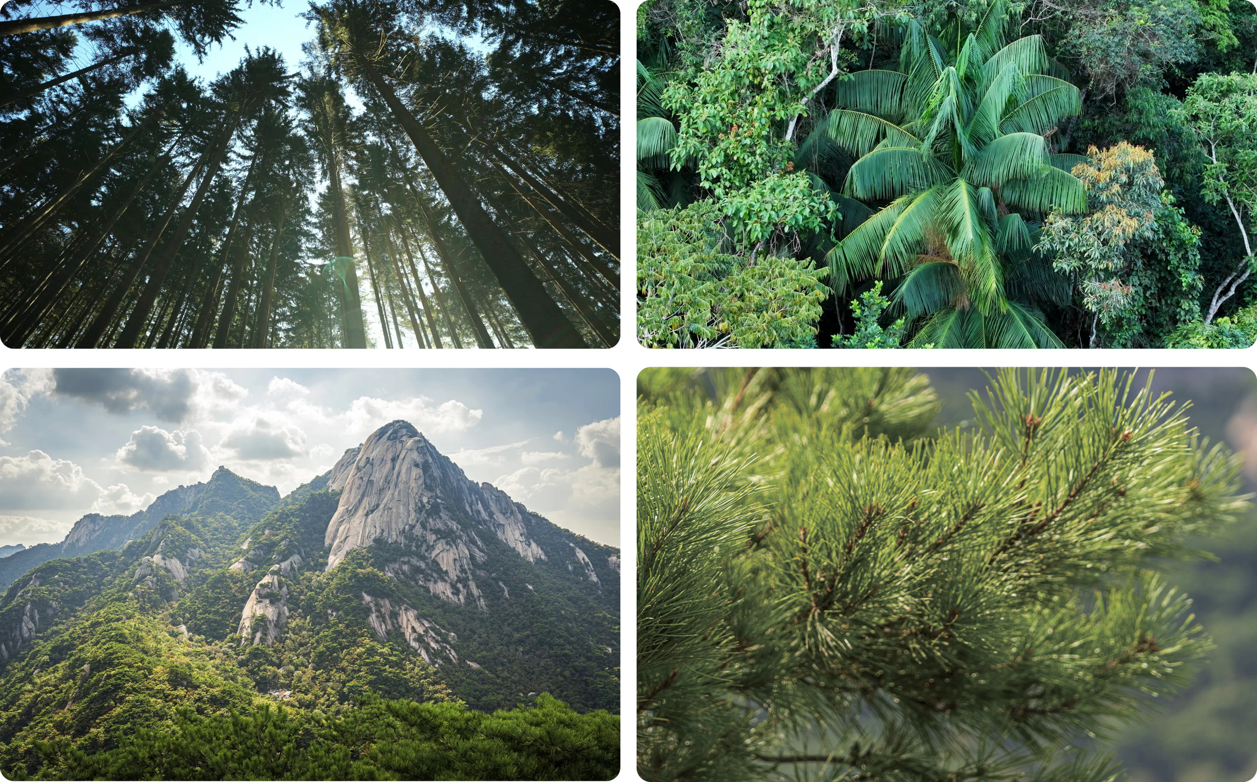 전 세계의 아이오닉 포레스트