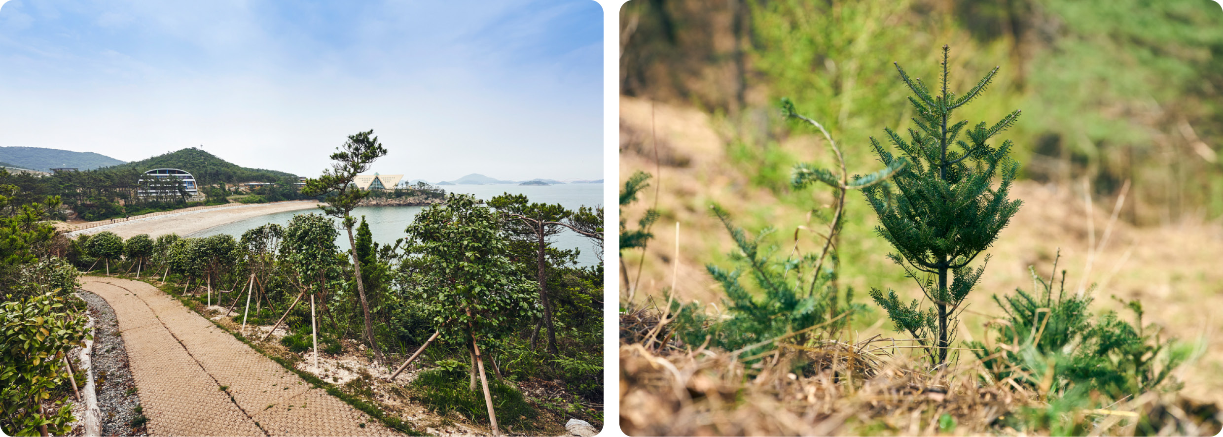 아이오닉 포레스트의 모습