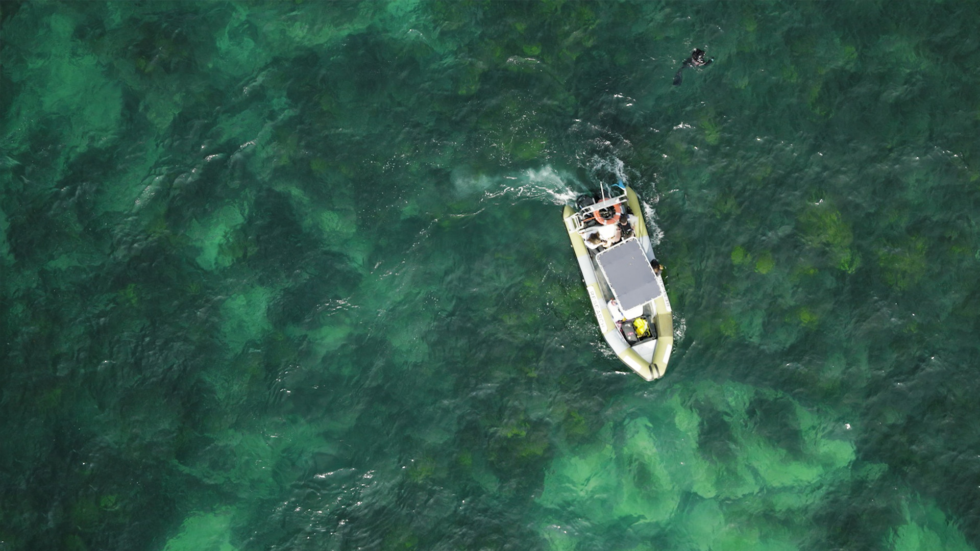 Forests Without Names: Hyundai Motor Brings the World’s Hid-den Sea Forests Into the Light