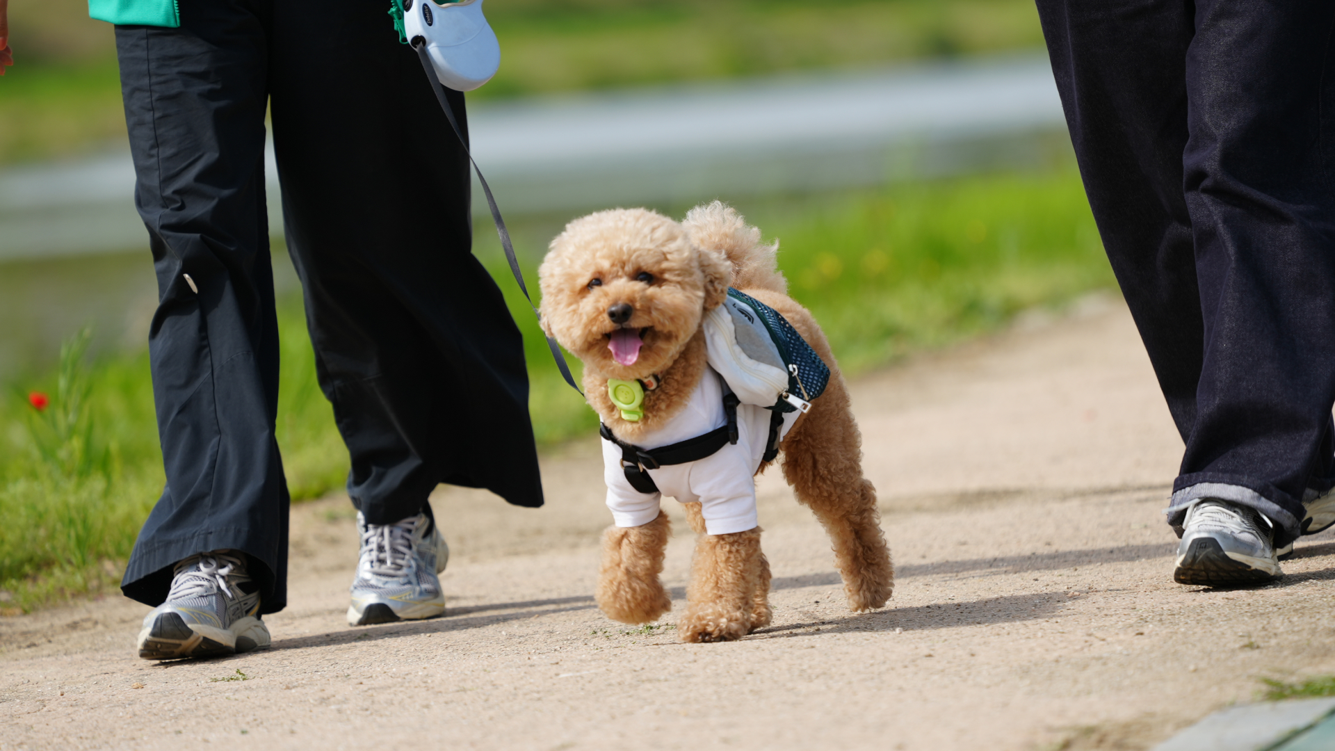 “반려견의 발걸음이 꽃길이 되다” 전북현대, ‘SEED BY PET’ 사회공헌 활동