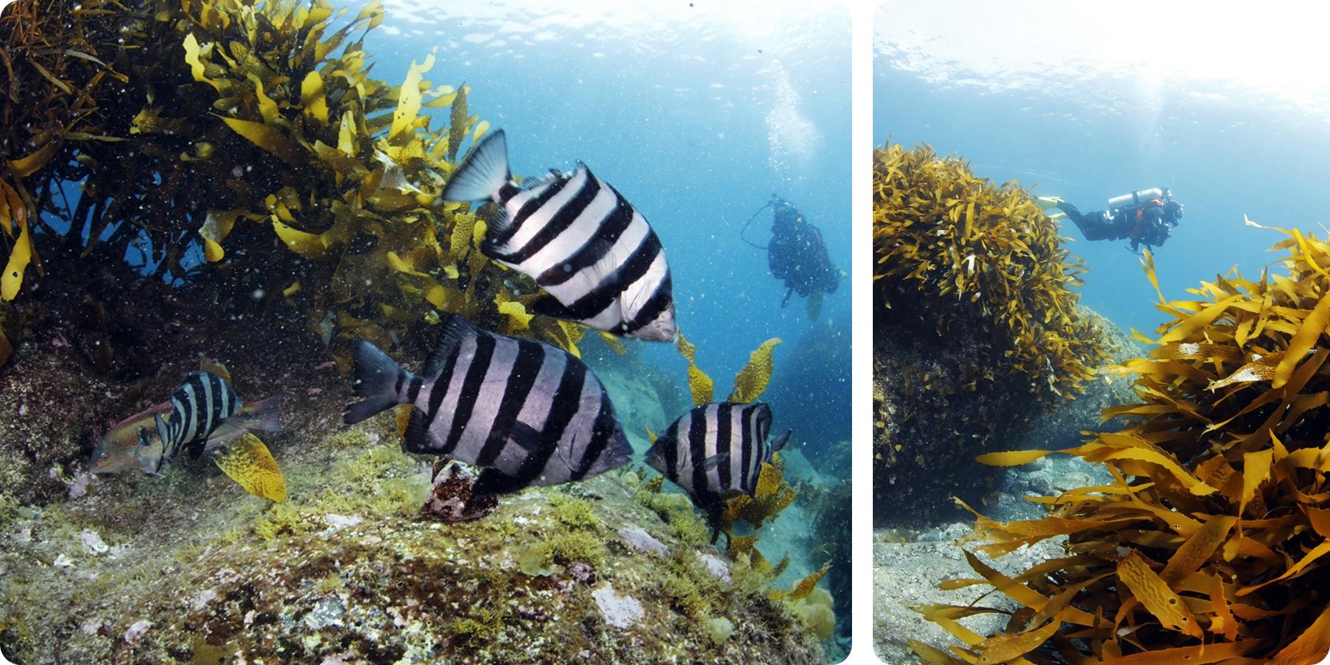 View of a seaweed bed formed around underwater rocky reefs