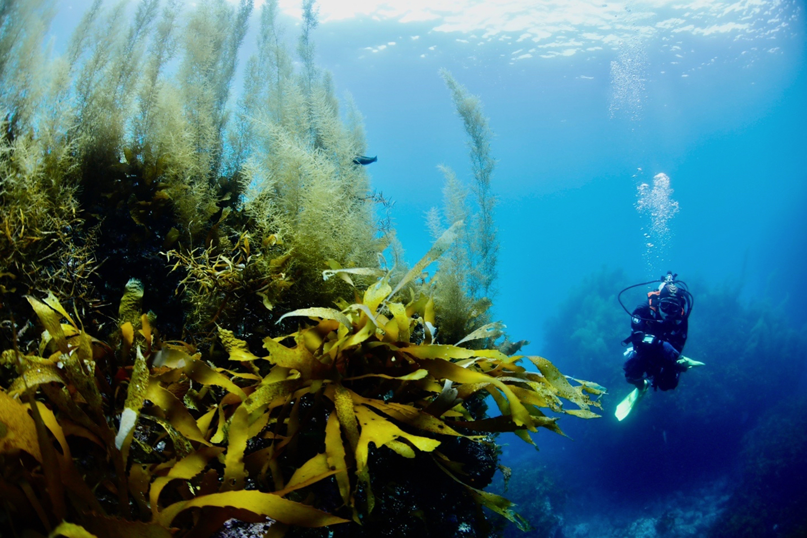 Scuba diver conducting an ecological survey while swimming through a kelp forest